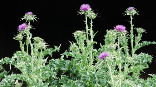 Die Mariendistel (Silybum marianum)